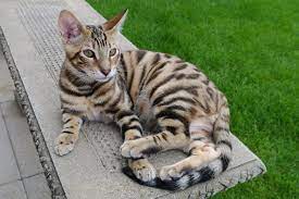 Our goal is to produce exotic british shorthair kittens for adoption that are not only unique and beautiful, but healthy and happy as well. 15 Designer Cat Breeds An Overview With Pictures Excited Cats