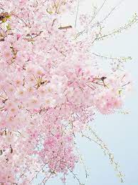03633610 Cherry Blossom Sakura Cherry Blossom Sakura Flower