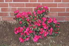 How To Care For Azalea Bushes Hunker Azaleas Landscaping Azalea Bush Azaleas Care