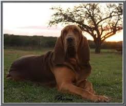 We have been training and our bloodhound puppies have gone to loving homes as companions, to be shown in competition, trained as therapy dogs, to ranches to be trained. Akc Bloodhound Puppies For Sale Bloodhound Porcelaine Breeder Boerner S Bloodhounds