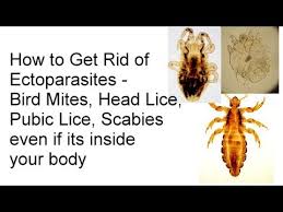 Ultrasonic pest control is an alternative to poisons and traps for getting rid of unwanted house guests. How To Get Rid Of Lice Pubic Lice Scabies Bird Mites Ectoparasites Even If Its Inside Your Body Youtube