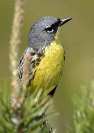 Birds Of Northern Michigan Pin On Birds Of A Feather
