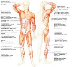 Il tono muscolare è un minimo livello di contrazione. Https Istitutoferraris It Attachments Article 73 Sistema Muscolare Pdf