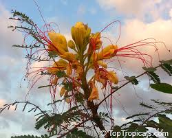 Image result for Erythrostemon