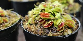 This is normal, and you should not try to make up for the reduction of daylight hours by giving the plant artificial light. Venus Flytraps Everything You Need To Know About Growing Them