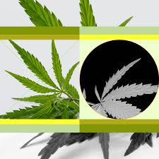 Cbd oil may have various benefits, such as reducing pain and inflammation. What Are The Benefits Of Cbd The New York Times