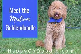This depends on the size and weight of its parent dogs. The Medium Goldendoodle A Complete Guide To These Cute Doods Happy Go Doodle