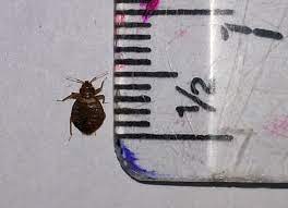 They're sneaky, hard to find, and can pose potential health risks for you and your family. Bed Bug Outbreak In A Neonatal Unit Epidemiology Infection Cambridge Core
