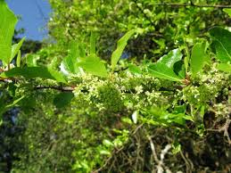 Image result for Maytenus undata