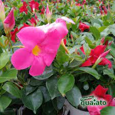 Le piante pendenti da interno sono molto decorative. Fiori Da Balcone Soleggiato Le Varieta Piu Belle Floricoltura Quaiato