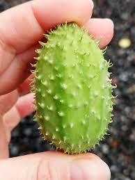 Image result for Cucumis zeyheri