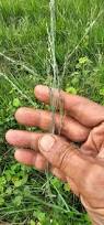 Image result for Eragrostis atrovirens