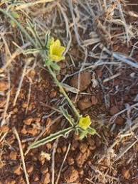 Image result for Cucumis ficifolius