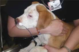 Kenley cat feeding, kenley, united kingdom. How To Manage Indwelling Feeding Tubes In Critically Ill Dogs And Cats The Veterinary Nurse
