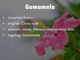 The gumamela has dozens of stamens where as most this is unique to the gumamela. Parts Of The Flower By Johroy01