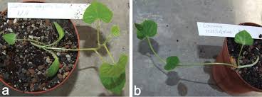 Image result for Coccinia barteri