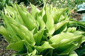 Hosta 'white wall tire' needs good morning sun to color well. Hosta Photo Library