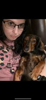 Bubbles the miniature, female, black & white dachshund! Missing in West  Monroe