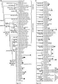 Image result for Erica kingaensis