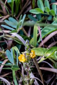 Image result for Alectra orobanchoides