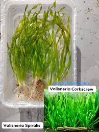 Image result for Vallisneria spiralis