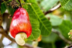 Image result for Anacardium occidentale
