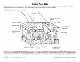 Skin Diagram Worksheet Education Com Science Worksheets Skin Anatomy Human Body Worksheets