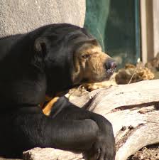 Image result for Barleria sunzuana