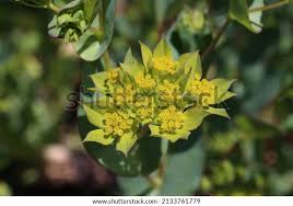 Image result for Bupleurum rotundifolium