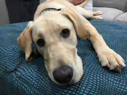 Find lots of information on getting a labrador puppy, preparing your home for its arrival, labrador puppy care, socialization and basic labrador puppy training. Training A High Energy Yellow Lab Puppy To Use An Automatic Ball Throwing Machine Dog Gone Problems