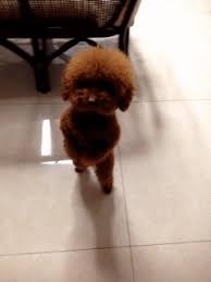 Dancing Dog I Has A Hotdog Dog Pictures Funny Pictures Of Dogs Dog Memes Puppy Pictures Doge