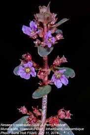 Image result for Nesaea