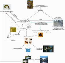 A food web of the bicentennial park wetland. Floodplain Wetland Food Web Showing Linkages Between Waterbirds Fish Download Scientific Diagram