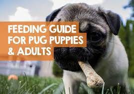 Best puppy food for medium breeds. How Much Should I Feed My Pug Puppy Feeding Guide Chart Times