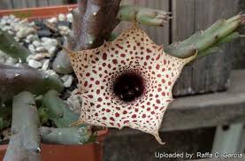 Image result for Huernia occulta