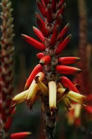 Image result for Aloe lutescens