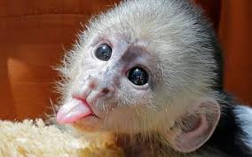 ST. Malachy Catholic School