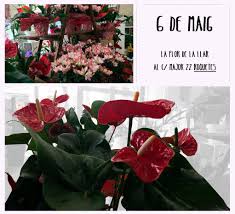 La Flor De La Llar