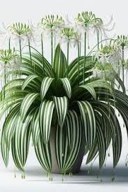Image result for Chlorophytum zingiberastrum