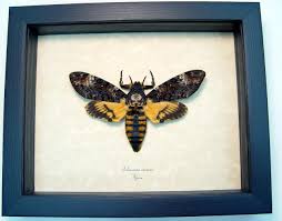 We did not find results for: Home Decor Deaths Head Moth Shadowbox Real Moth Frame Acherontia Atropos Home Living