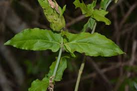 Image result for Ecbolium clarkei