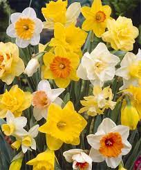The Scheepers Gold Medal Narcissus Mixture Naturalizing Narcissi Mixtures Narcissi Fall 2014 Flower Bulbs Bulb Flowers Narcissus Flower Flowers
