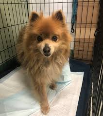Building for a pawsitive future. Hamilton Animal Shelter Looking For Petite Pomeranian S Family Tapinto
