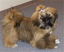 Shih Tzu Chihuahua Mix Black And Brown Shinese Shineses Pekingese Shih Tzu Hybrid Shih Tzu Designer Dogs Dogs