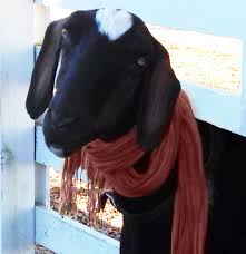 Attack On Titan Characters As Goats Album On Imgur Biography, official website, pictures, videos from youtube, related forum topics, shouts, news, tour dates and events. attack on titan characters as goats