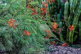 Mexican Bird Of Paradise Images Mexican Bird Of Paradise And Totem Pole Cactus Desert Garden Desert Garden Birds Of Paradise Cactus