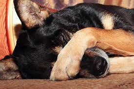 Why Do Dogs Cover Their Eyes With Their Paws Petset Com