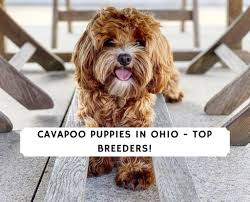Both the cavapoo and cavachon are cross dog breeds and will have traits from the cavalier king charles spaniel. Cavapoo Puppies In Ohio Top 4 Breeders 2021 We Love Doodles