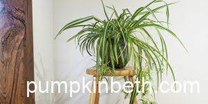 Image result for Mystacidium gracile