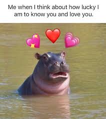 Memes Meme Hippo Cute Animals Girlfriendmemes Boyfriendmemes Relationshipmemes Wholesomememes Wholesome He Wholesome Memes Cute Memes How Lucky Am I
